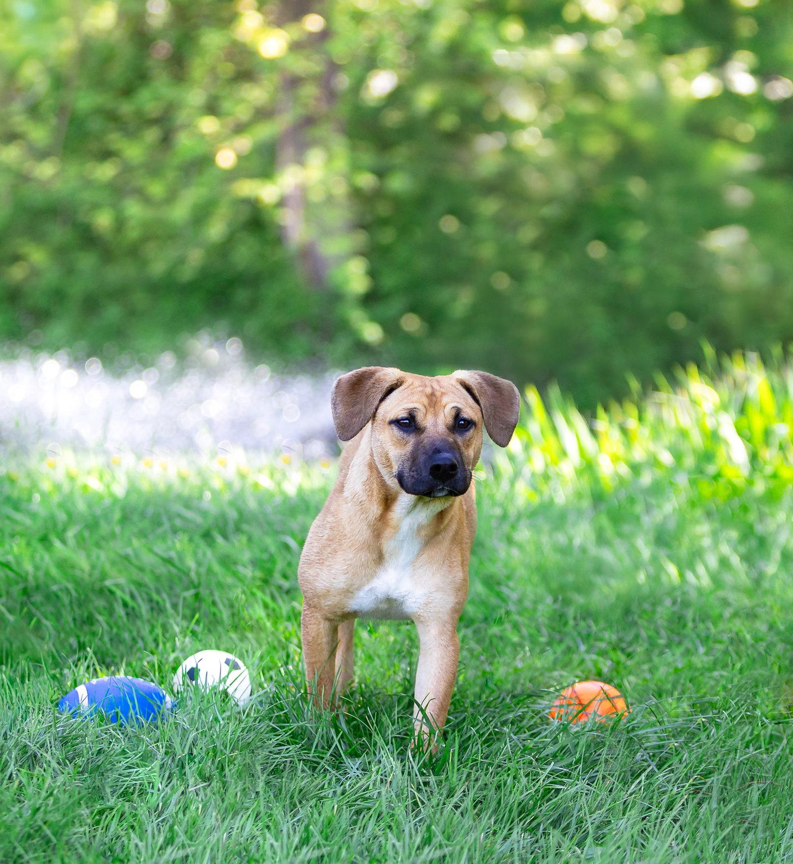 Enlarge Trudy, a Adoptable Shepherd in Coatesville, PA image 1/3