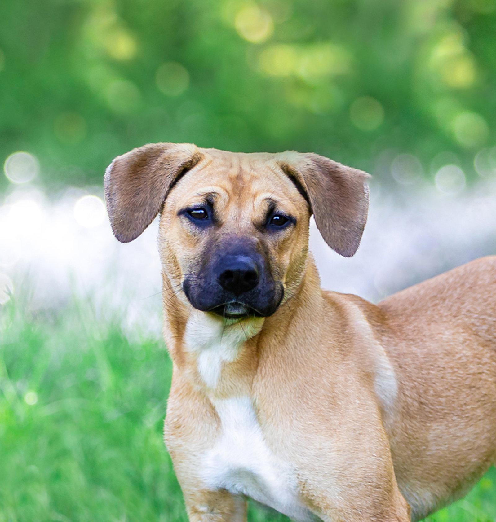 Enlarge Trudy, a Adoptable Shepherd in Coatesville, PA image 2/3