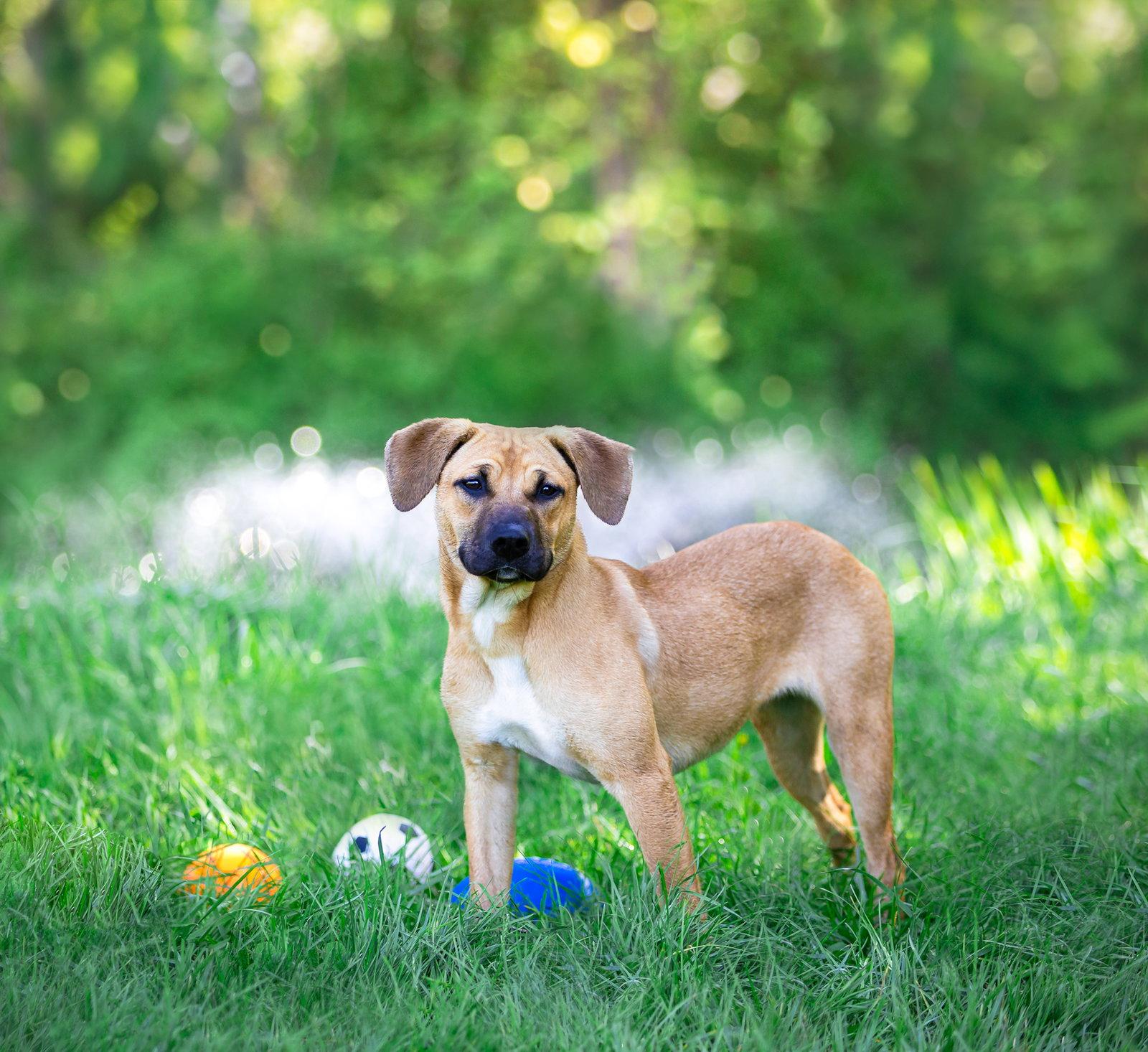 Enlarge Trudy, a Adoptable Shepherd in Coatesville, PA image 3/3