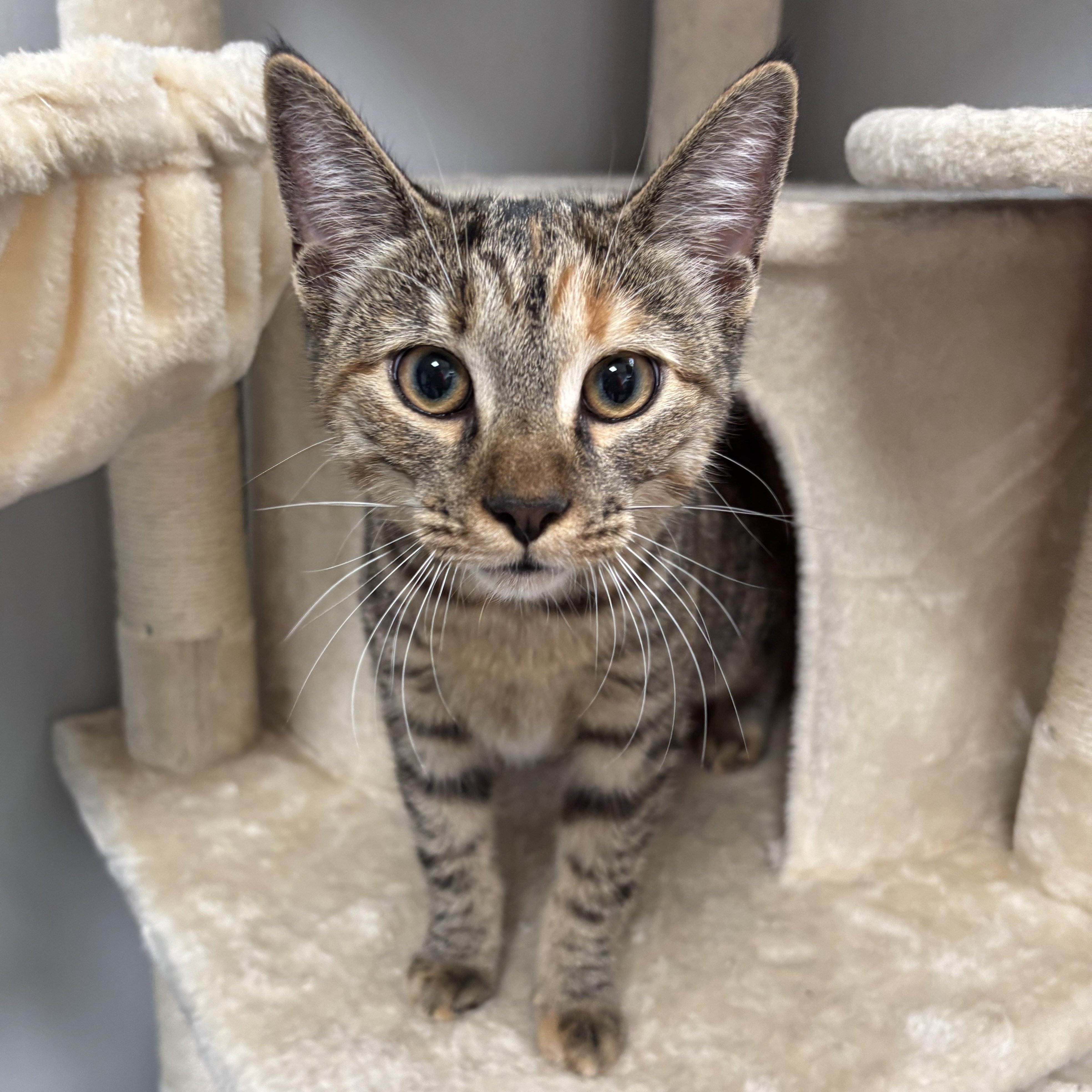 Sadie, Adoptable, Kitten Female Domestic Short Hair.