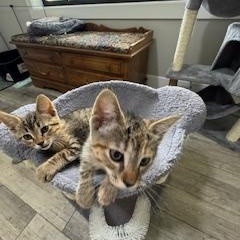 Sadie, a Adoptable Domestic Short Hair in Kenosha, WI image 5/5