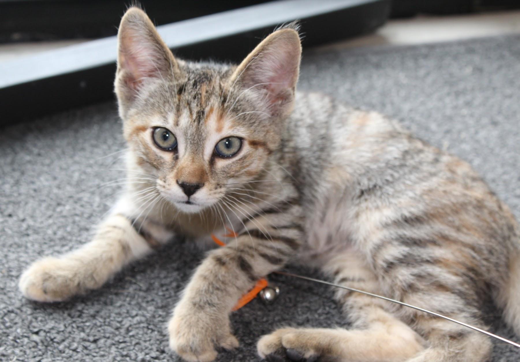 Sadie, a Adoptable Domestic Short Hair in Kenosha, WI image 2/5