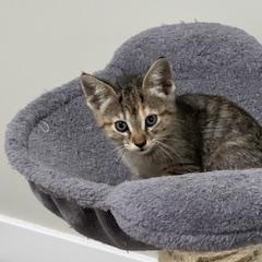 Sadie, Baby Female Domestic Short Hair