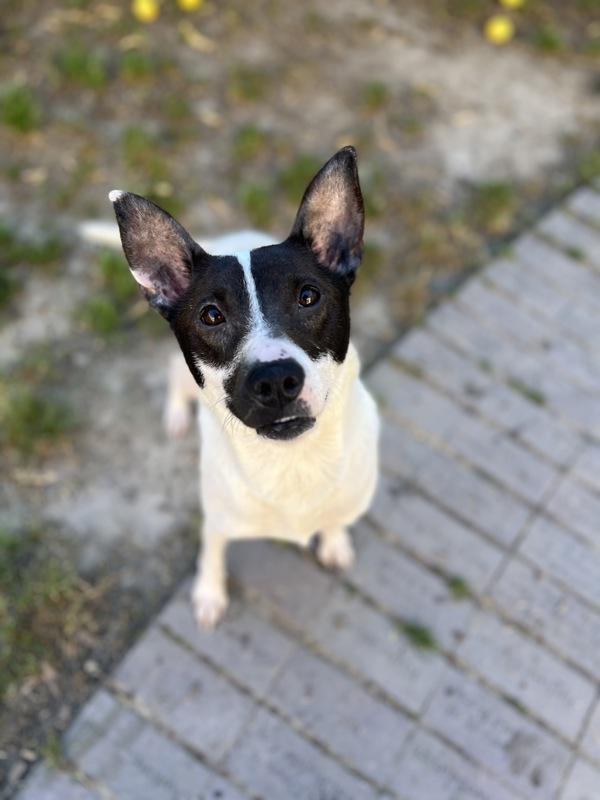 Enlarge Periwinkle, a Adoptable mixed breed in Santa Rosa, CA image 1/1