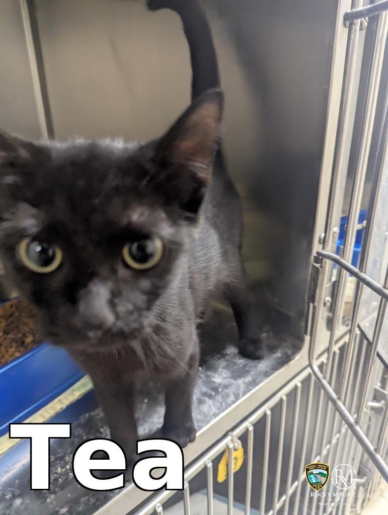Tea, Adoptable, Young Female Domestic Short Hair.