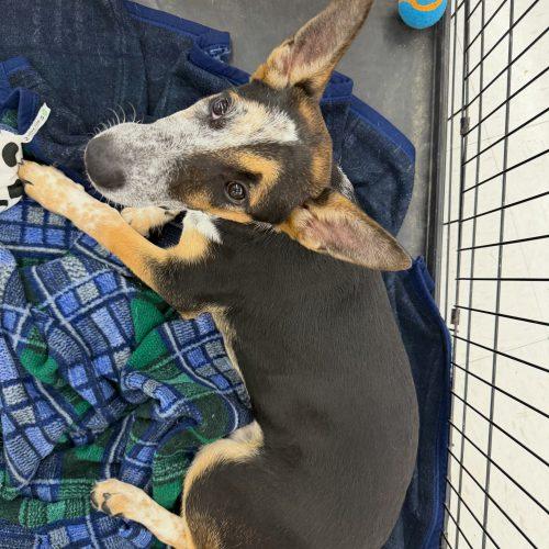 Graphite, Adoptable, Young Female Australian Cattle Dog / Blue Heeler & Mixed Breed.