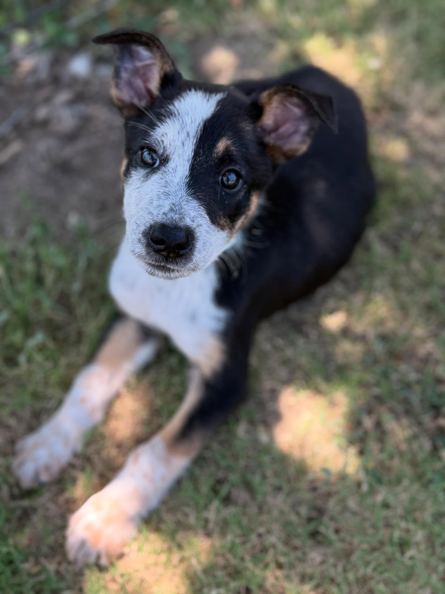 Enlarge Graphite, a Adoptable mixed breed in Visalia, CA image 4/6