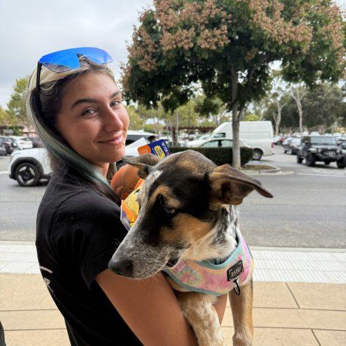 Enlarge Graphite, a Adoptable mixed breed in Visalia, CA image 5/6