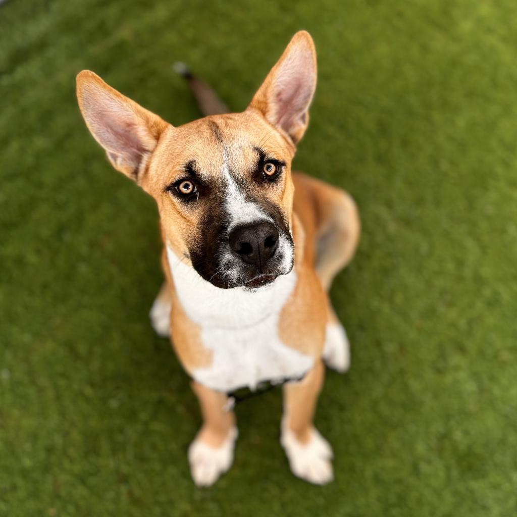 Rocket, Adoptable, Adult Male Mixed Breed.