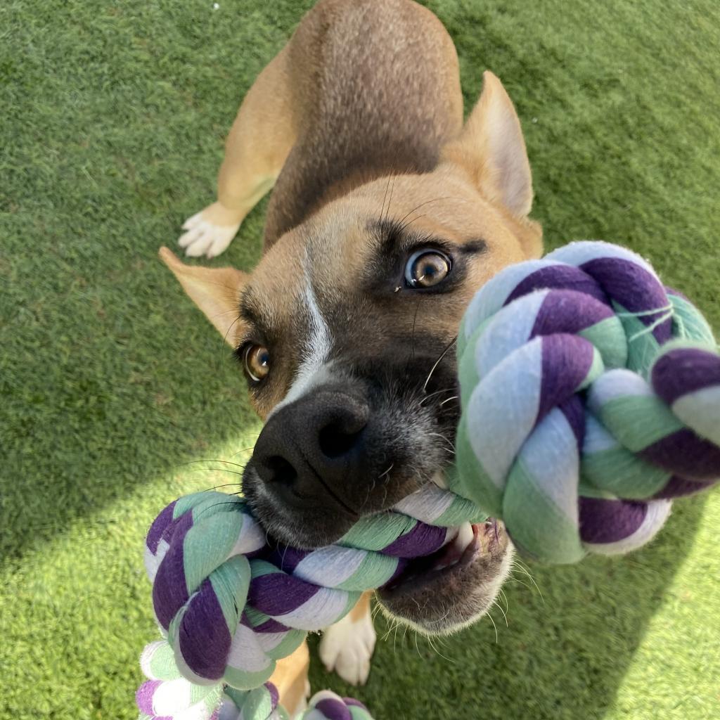 Enlarge Rocket, a Adoptable Mixed Breed in Tempe, AZ image 2/6