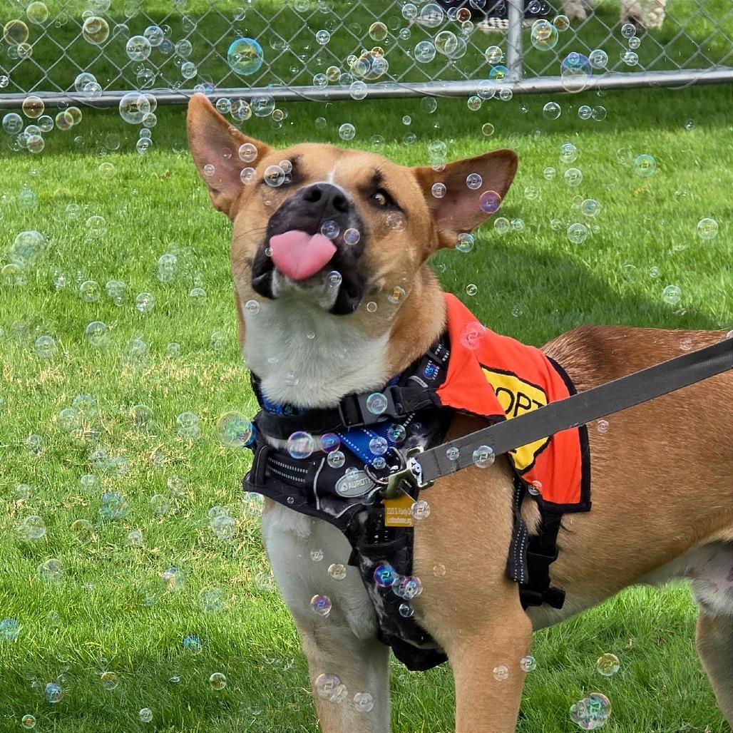 Enlarge Rocket, a Adoptable Mixed Breed in Tempe, AZ image 3/6