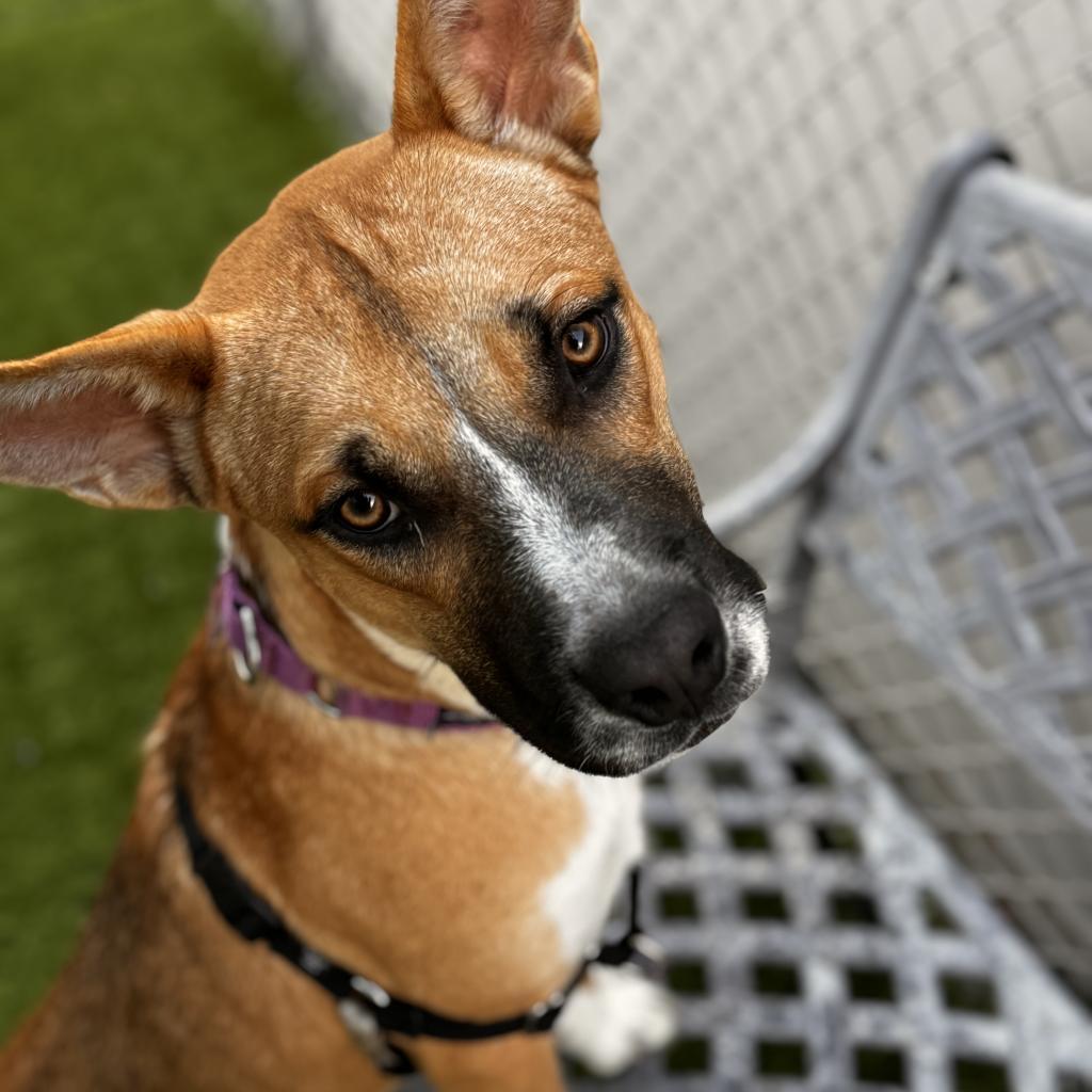 Enlarge Rocket, a Adoptable Mixed Breed in Tempe, AZ image 4/6