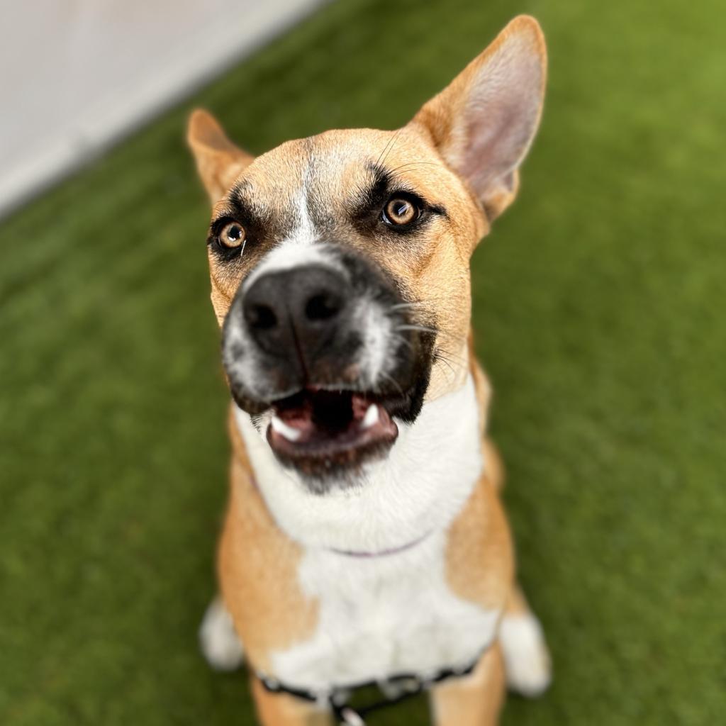 Enlarge Rocket, a Adoptable Mixed Breed in Tempe, AZ image 5/6