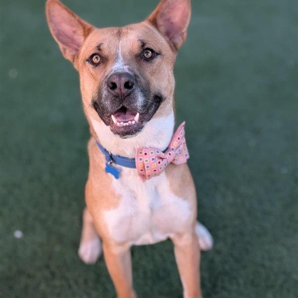 Rocket, a Adoptable Mixed Breed in Tempe, AZ image 5/6
