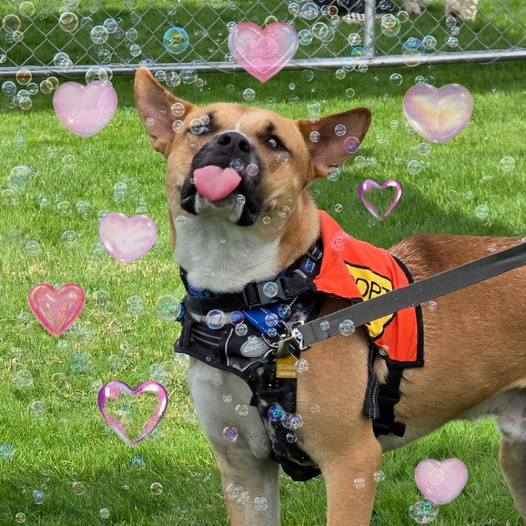 Enlarge Rocket, a Adoptable Mixed Breed in Tempe, AZ image 5/6