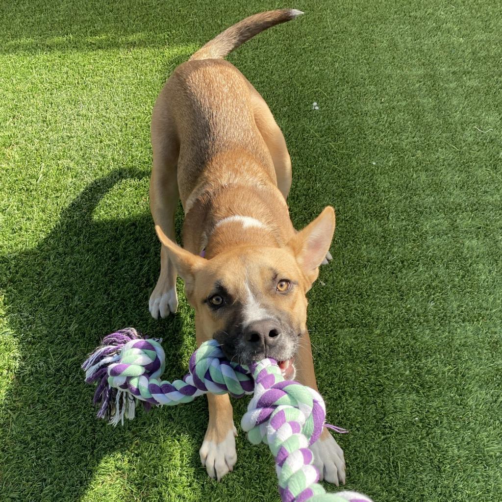 Enlarge Rocket, a Adoptable Mixed Breed in Tempe, AZ image 6/6