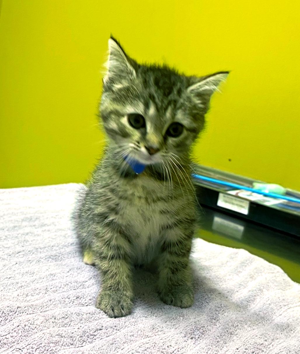 Junie, Adoptable, Young Female Domestic Short Hair.