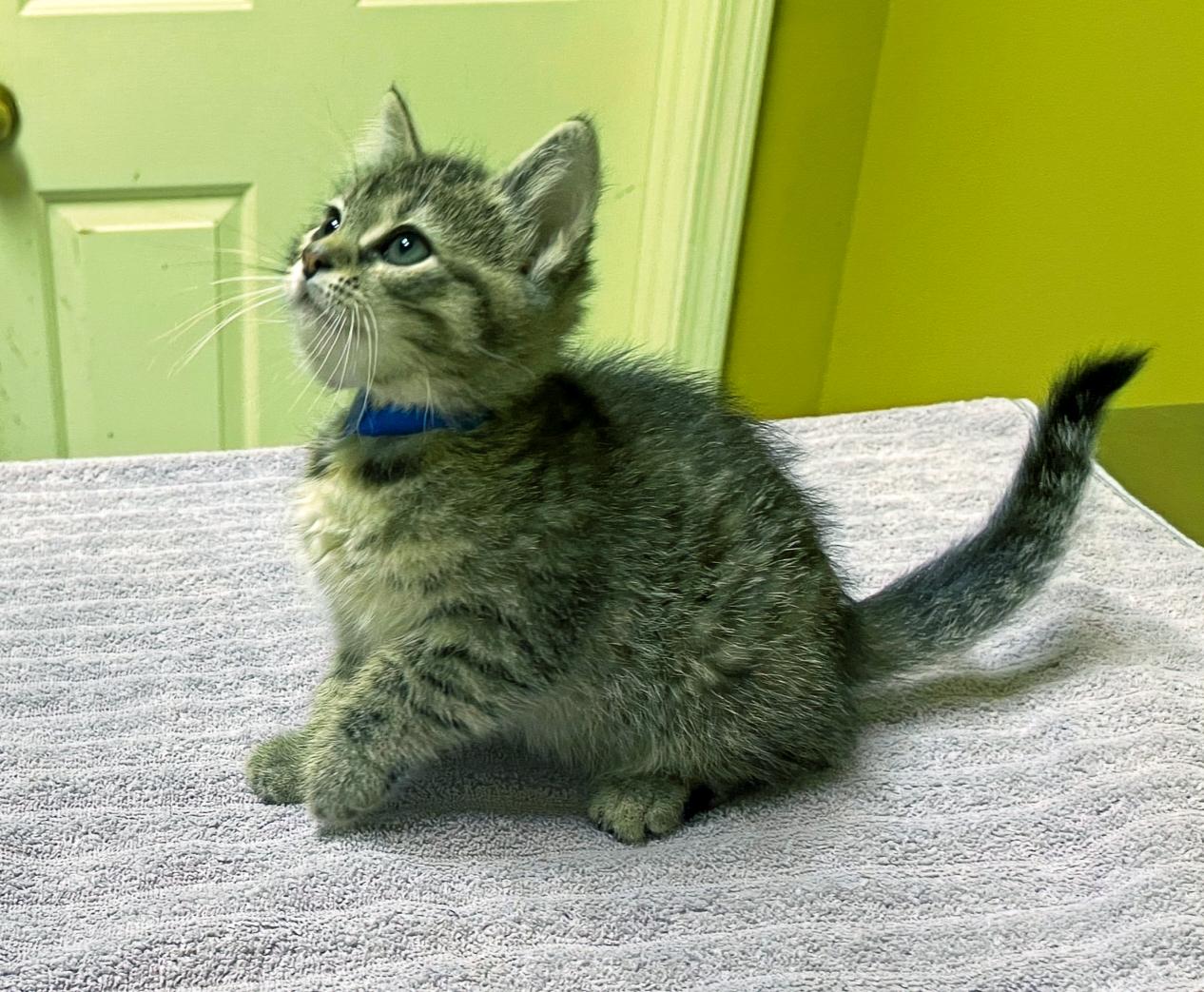 Junie, a Adoptable Domestic Short Hair in Columbia, KY image 3/4