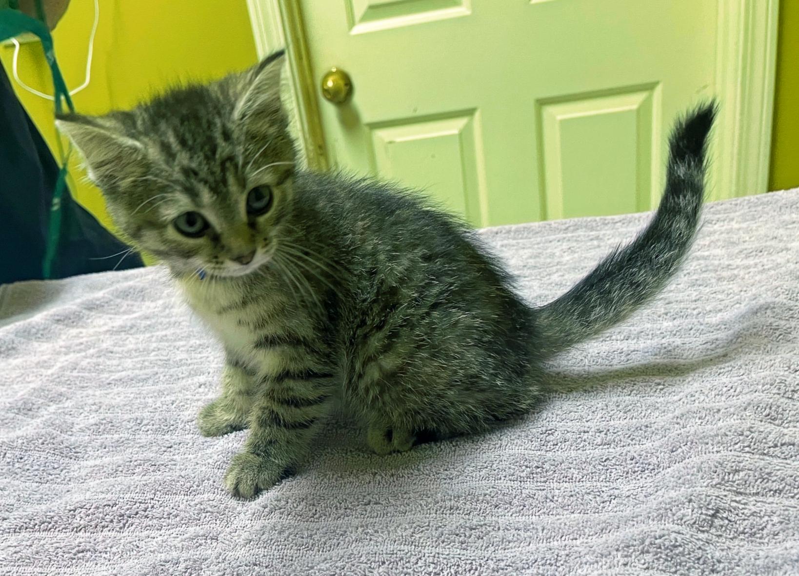 Junie, a Adoptable Domestic Short Hair in Columbia, KY image 4/4