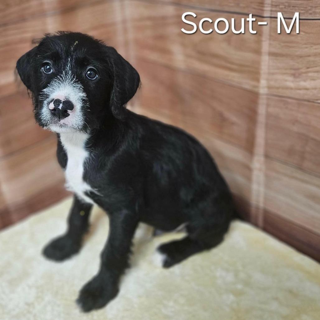Enlarge Scout, a Adoptable mixed breed in Griswold, CT image 1/2