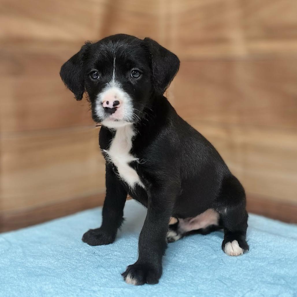 Enlarge Scout, a Adoptable mixed breed in Griswold, CT image 2/2