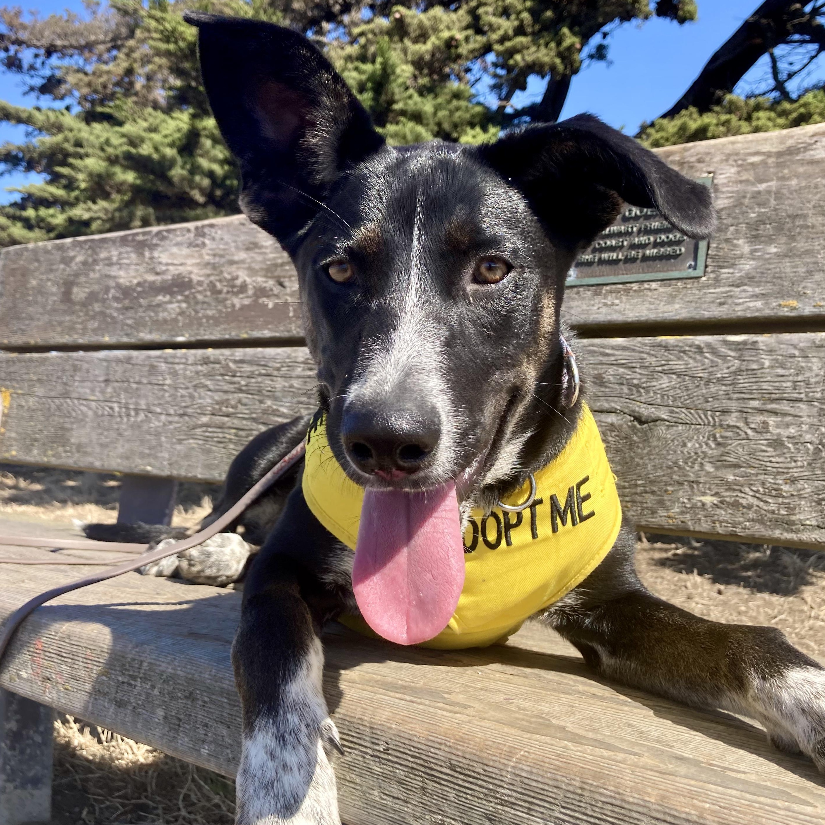 Enlarge Reba, a Adoptable mixed breed in Berkeley, CA image 3/4