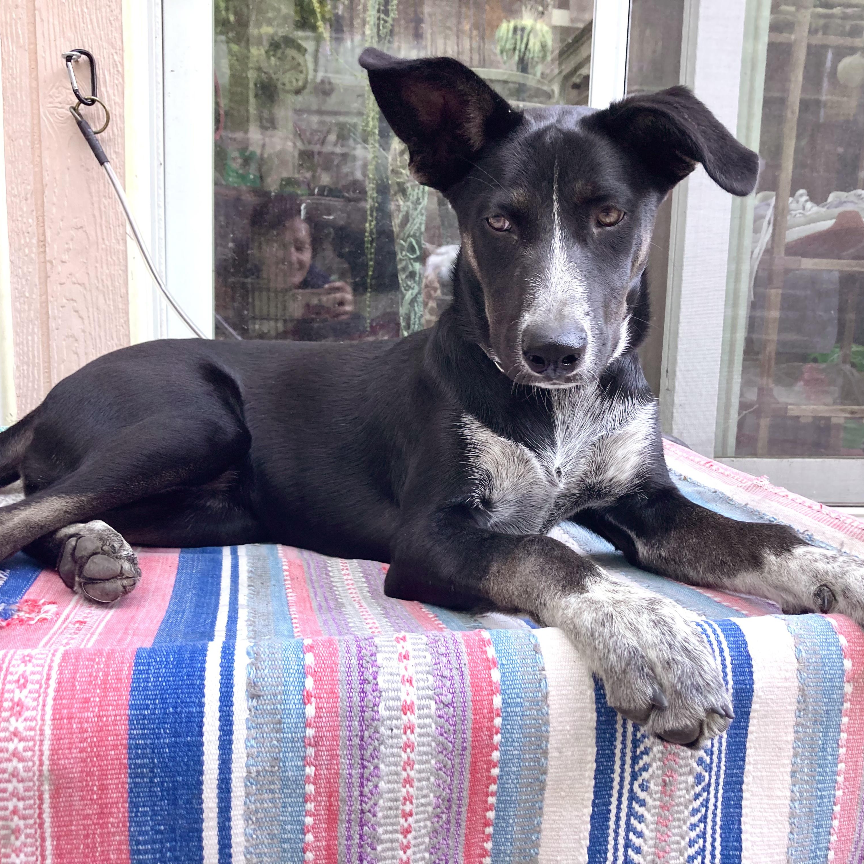 Enlarge Reba, a Adoptable mixed breed in Berkeley, CA image 2/4