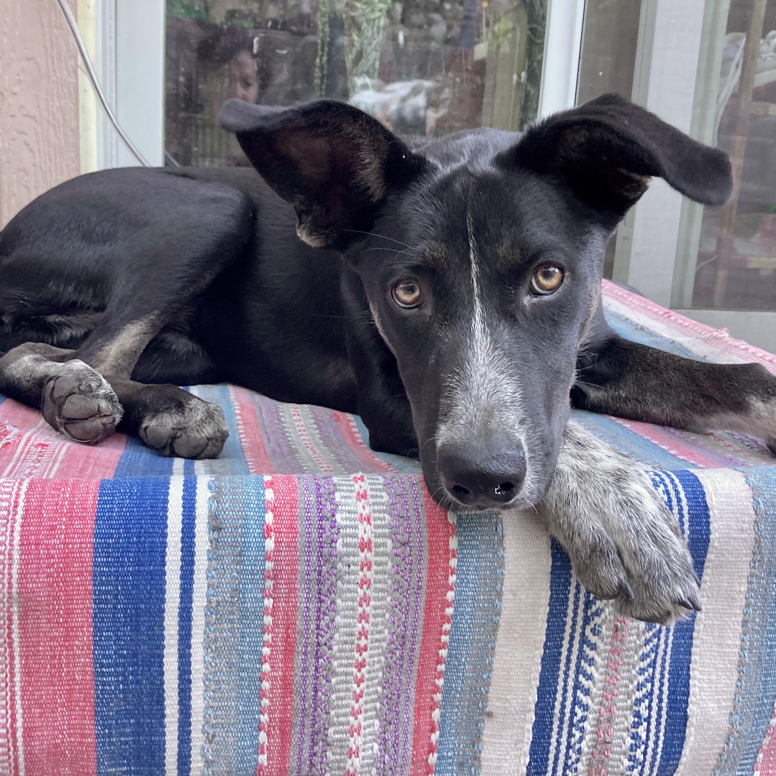 Enlarge Reba, a Adoptable mixed breed in Berkeley, CA image 1/4