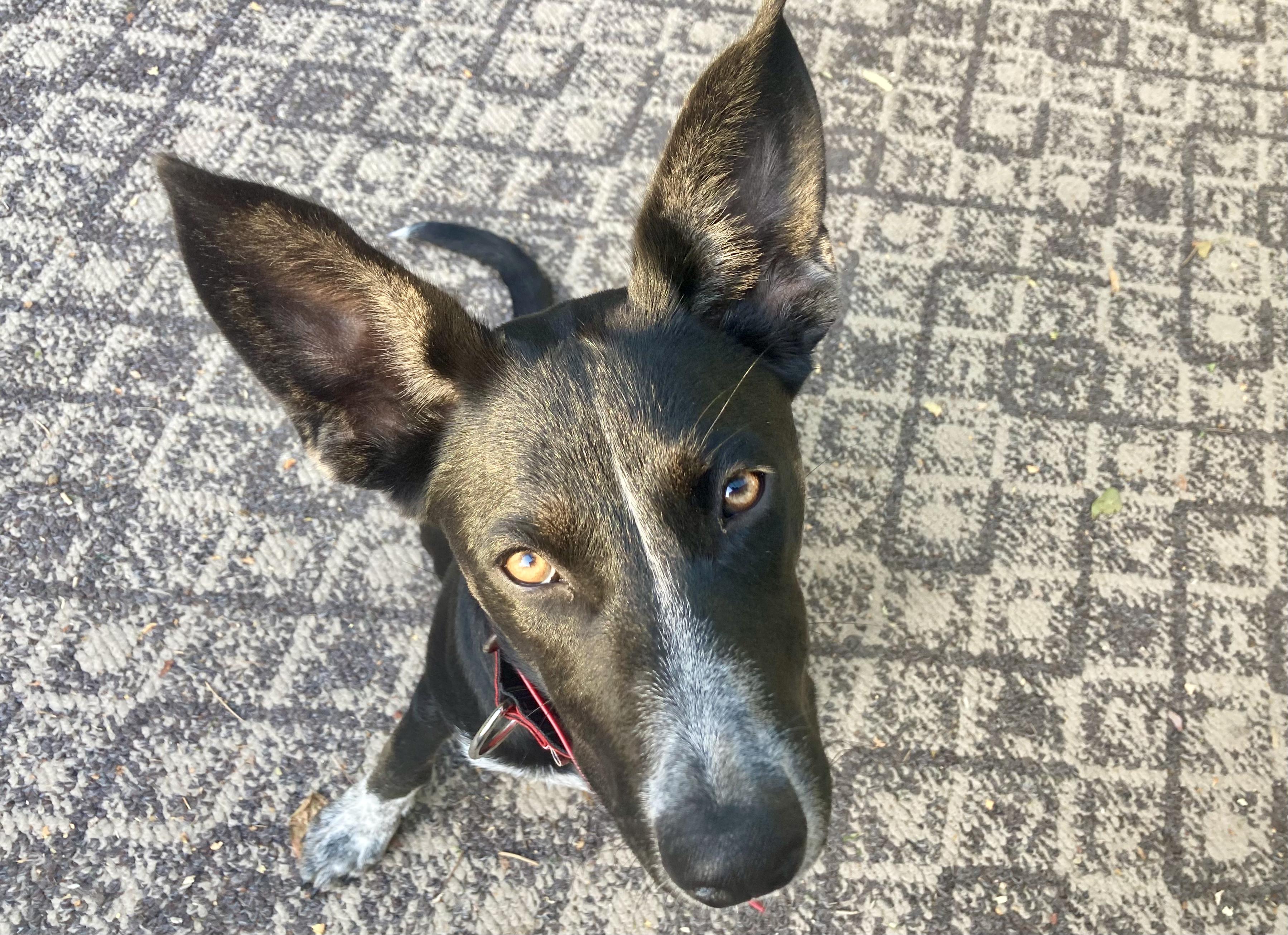 Reba, Adoptable, Puppy Female German Shorthaired Pointer & Husky.
