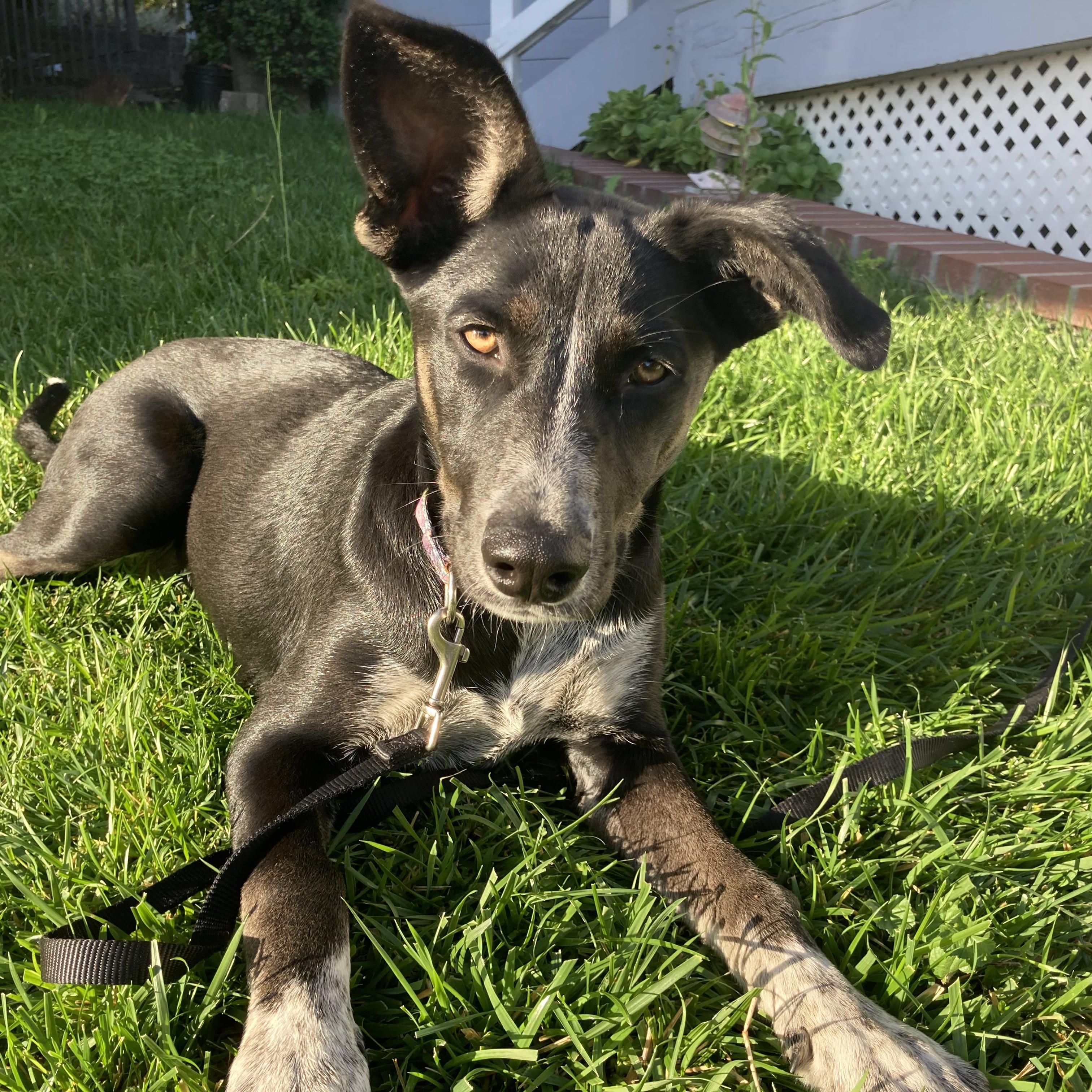 Enlarge Reba, a Adoptable mixed breed in Berkeley, CA image 4/4