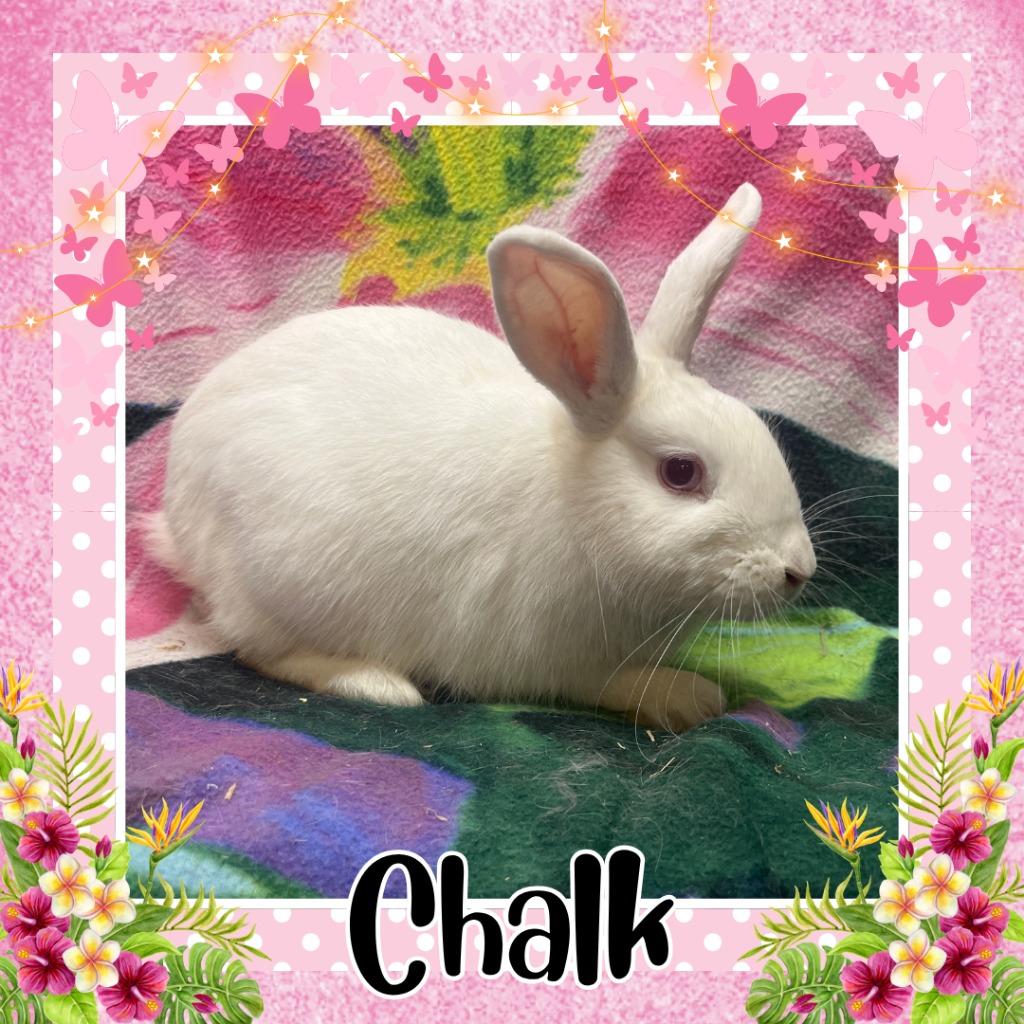 Enlarge Chalk, a Adoptable Lionhead in Elizabethtown, KY image 1/2
