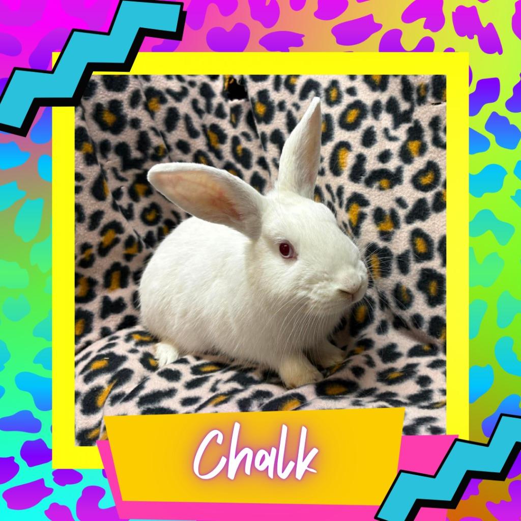 Enlarge Chalk, a Adoptable Lionhead in Elizabethtown, KY image 2/2