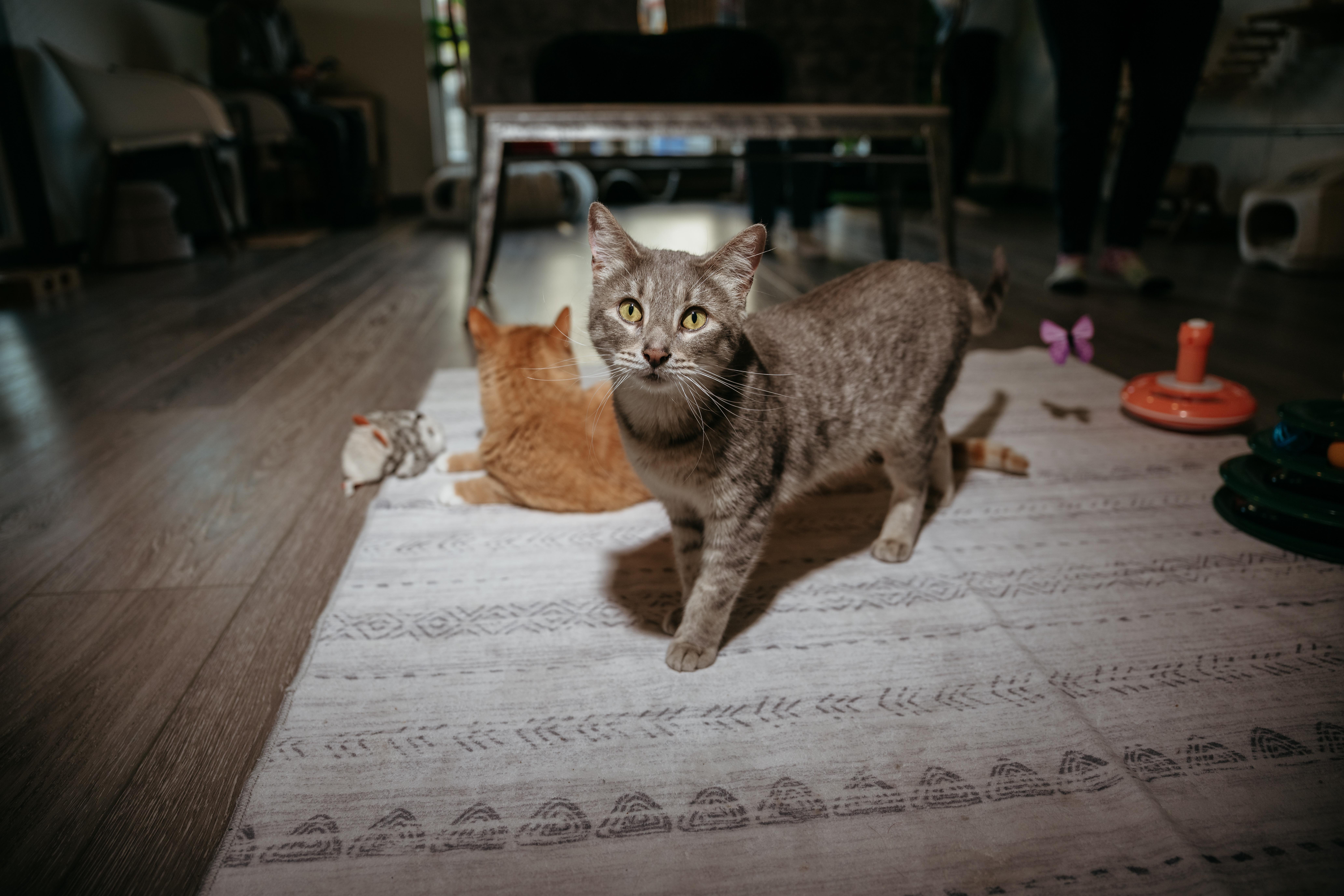 Rita, ADOPTABLE, Adult Female Domestic Short Hair.