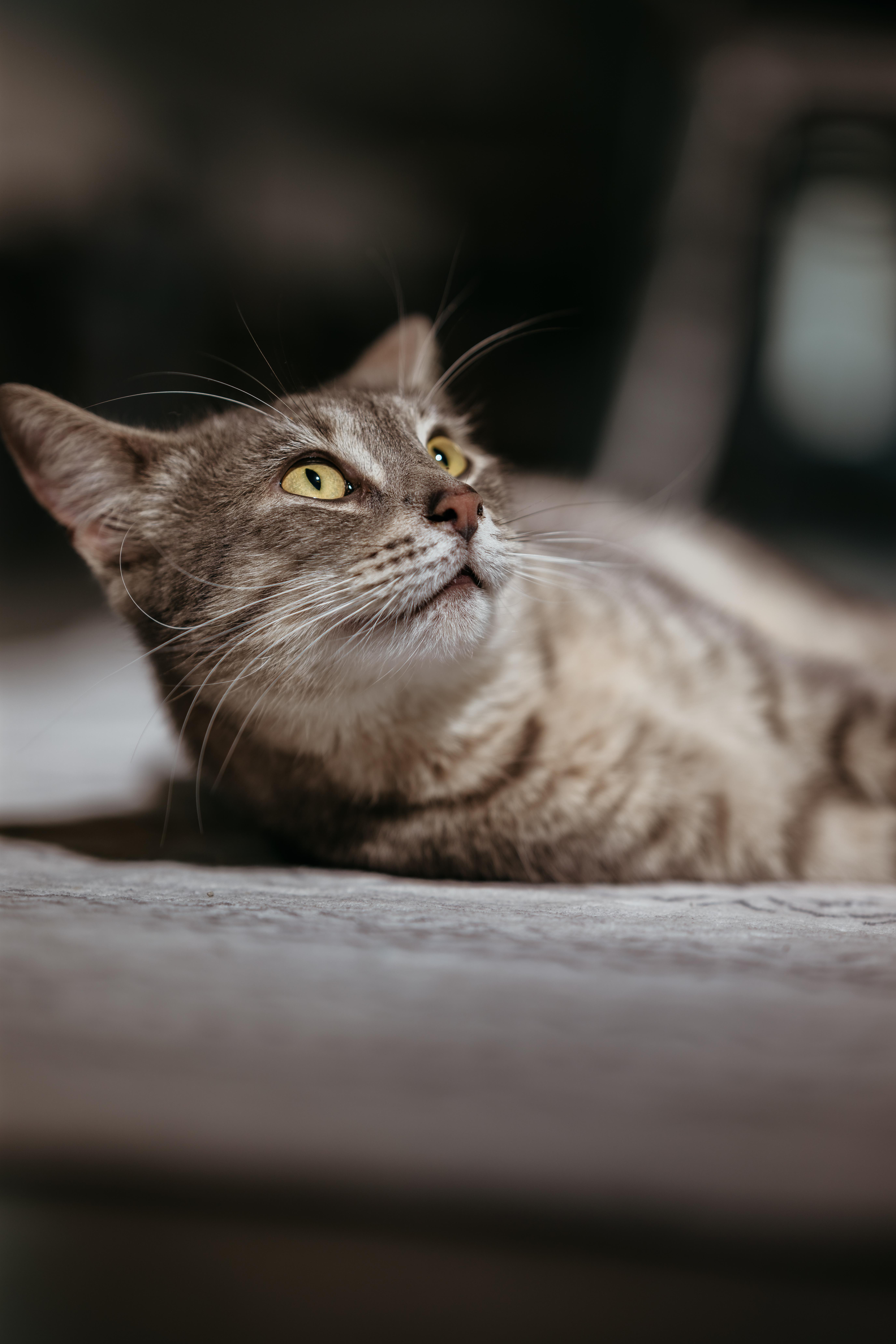 Enlarge Rita, a ADOPTABLE Domestic Short Hair in Harwinton, CT image 2/3