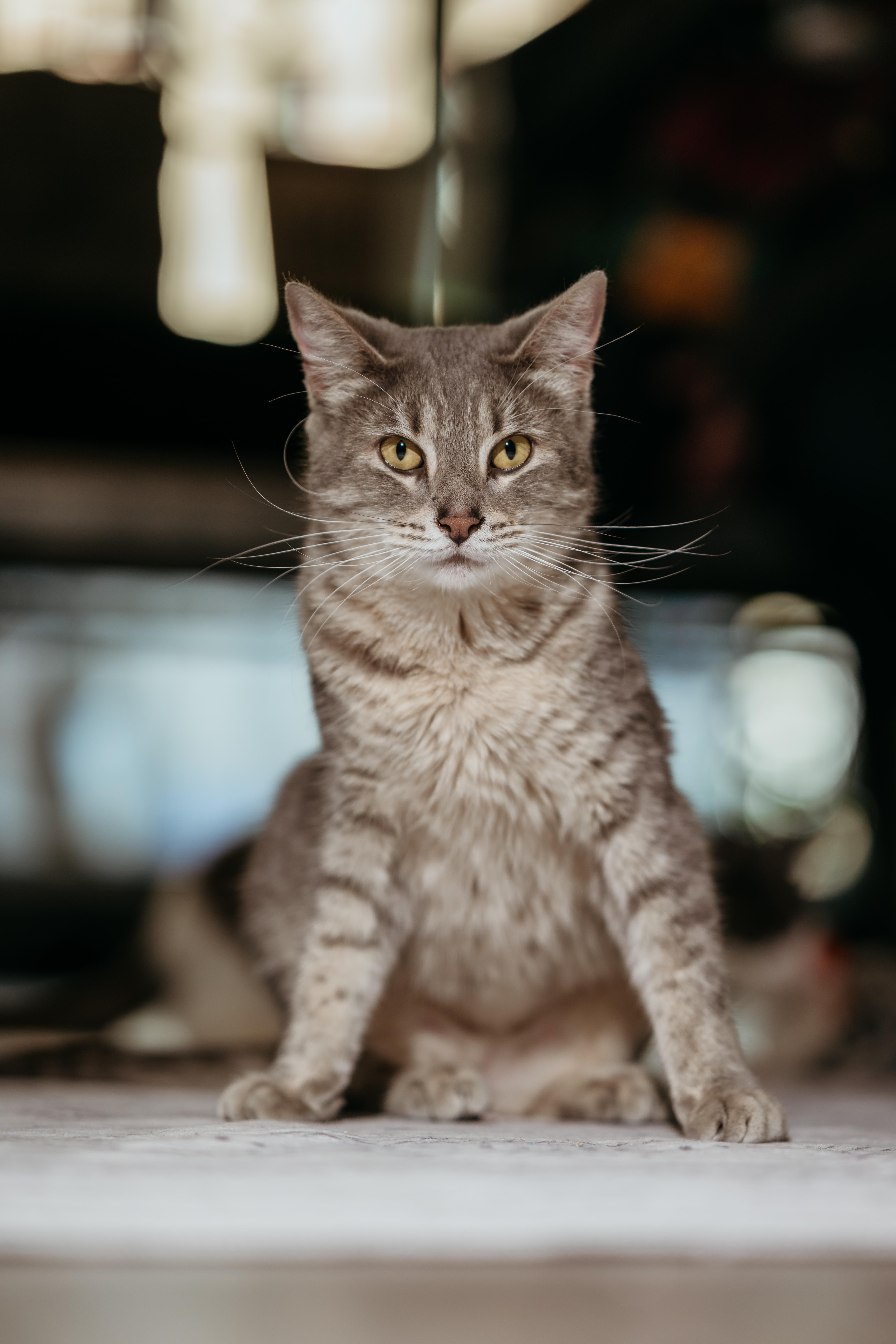 Enlarge Rita, a ADOPTABLE Domestic Short Hair in Harwinton, CT image 3/3