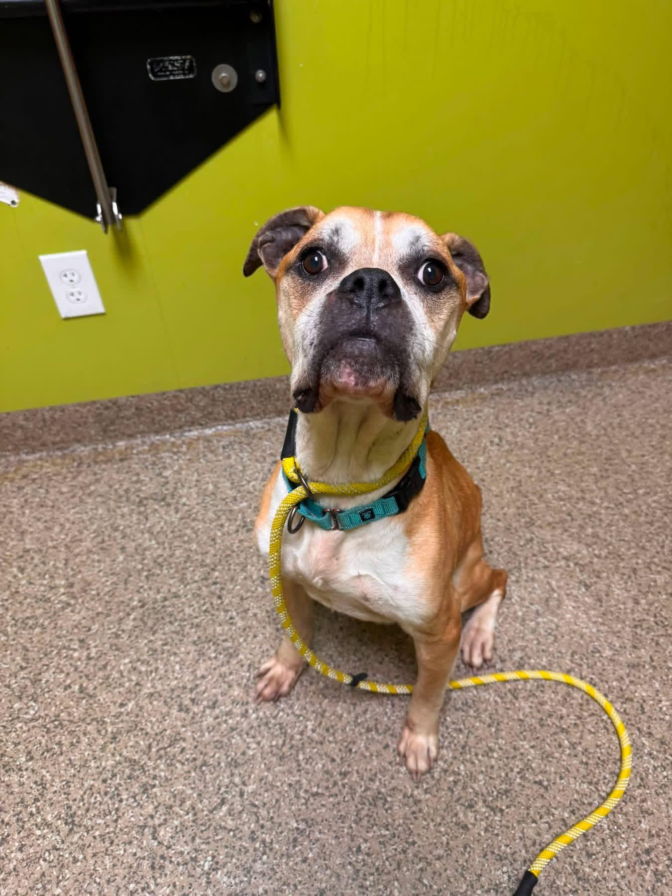 Uzi, ADOPTABLE, Senior Male Boxer.