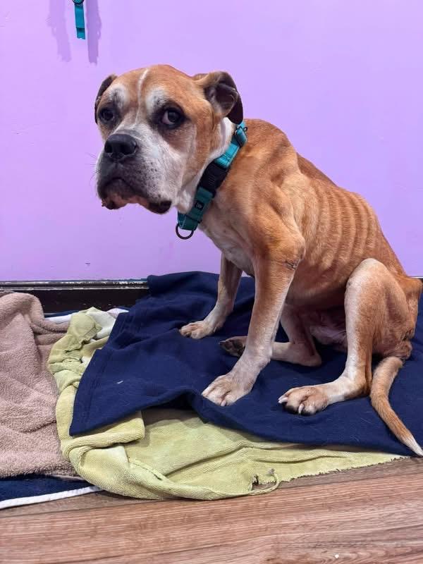 Enlarge Uzi, a ADOPTABLE Boxer in Milford, OH image 3/3