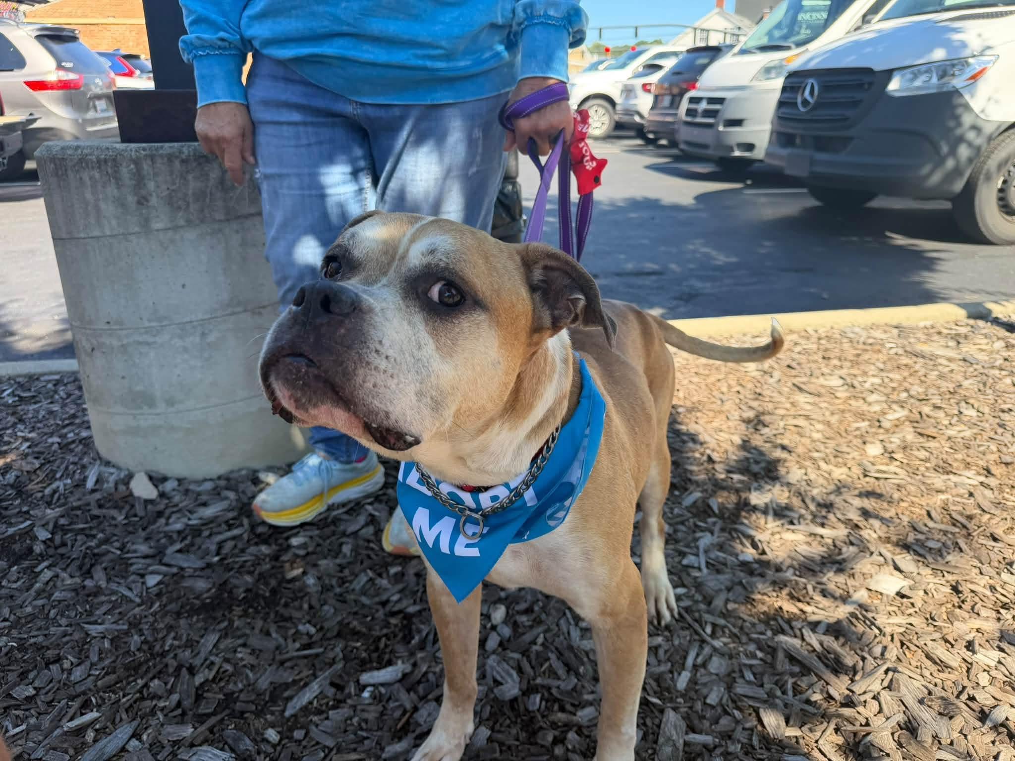Enlarge Uzi, a Adoptable Boxer in Milford, OH image 2/3