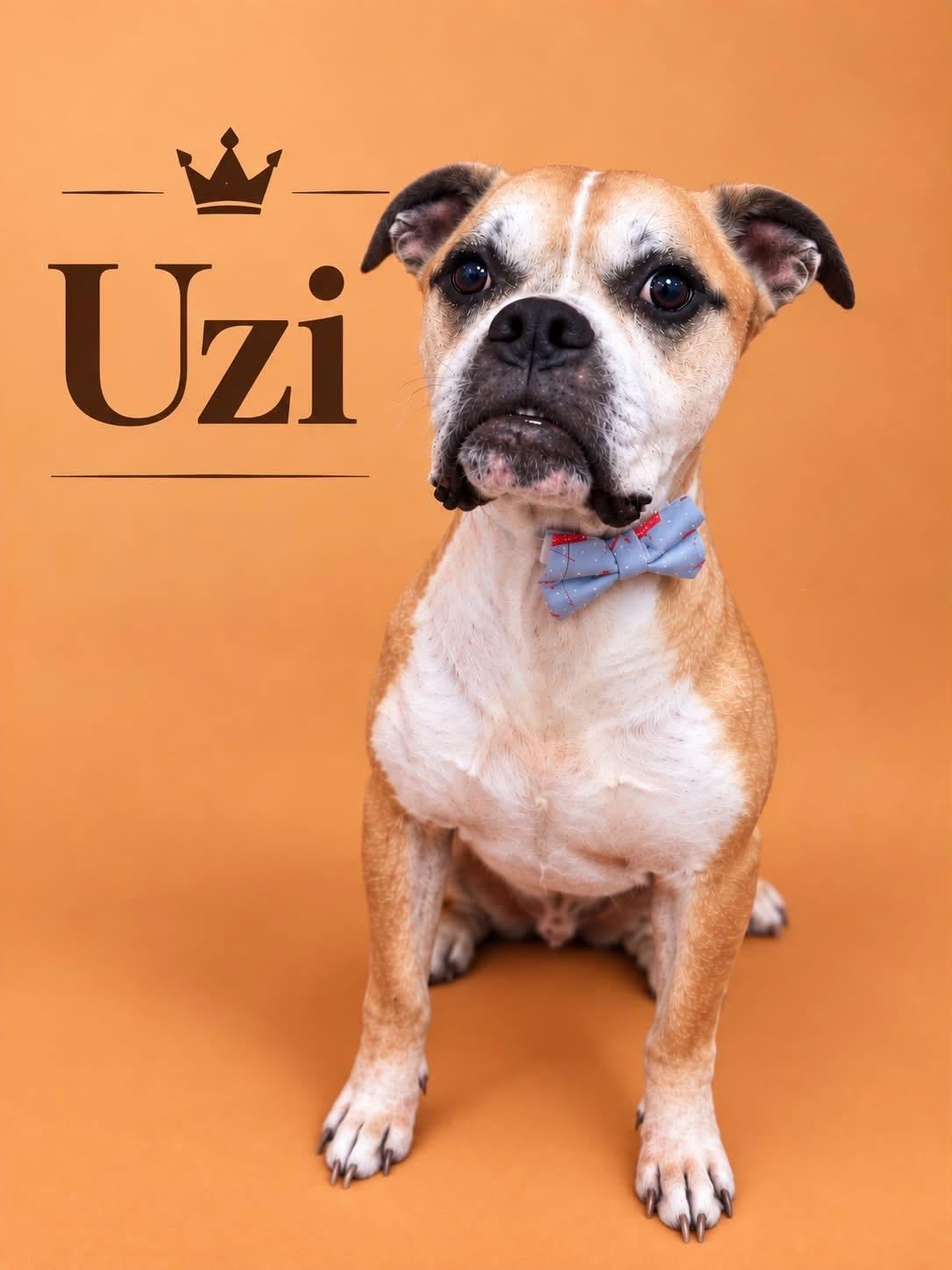 Enlarge Uzi, a Adoptable Boxer in Milford, OH image 1/3