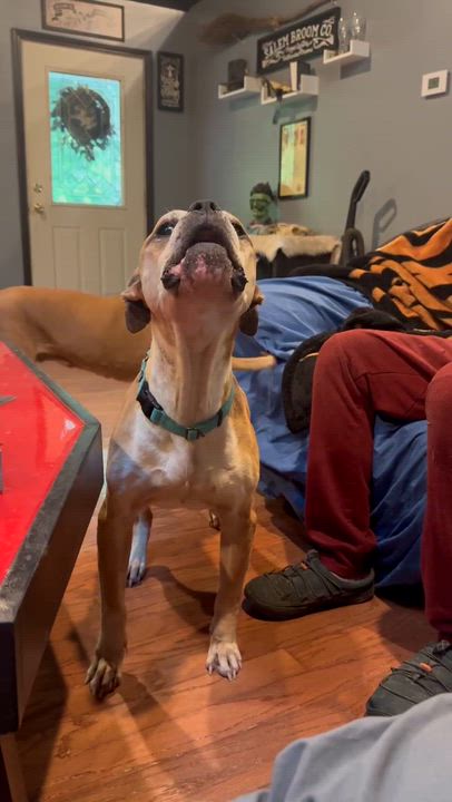 Enlarge Uzi, a ADOPTABLE Boxer in Milford, OH video 1/3