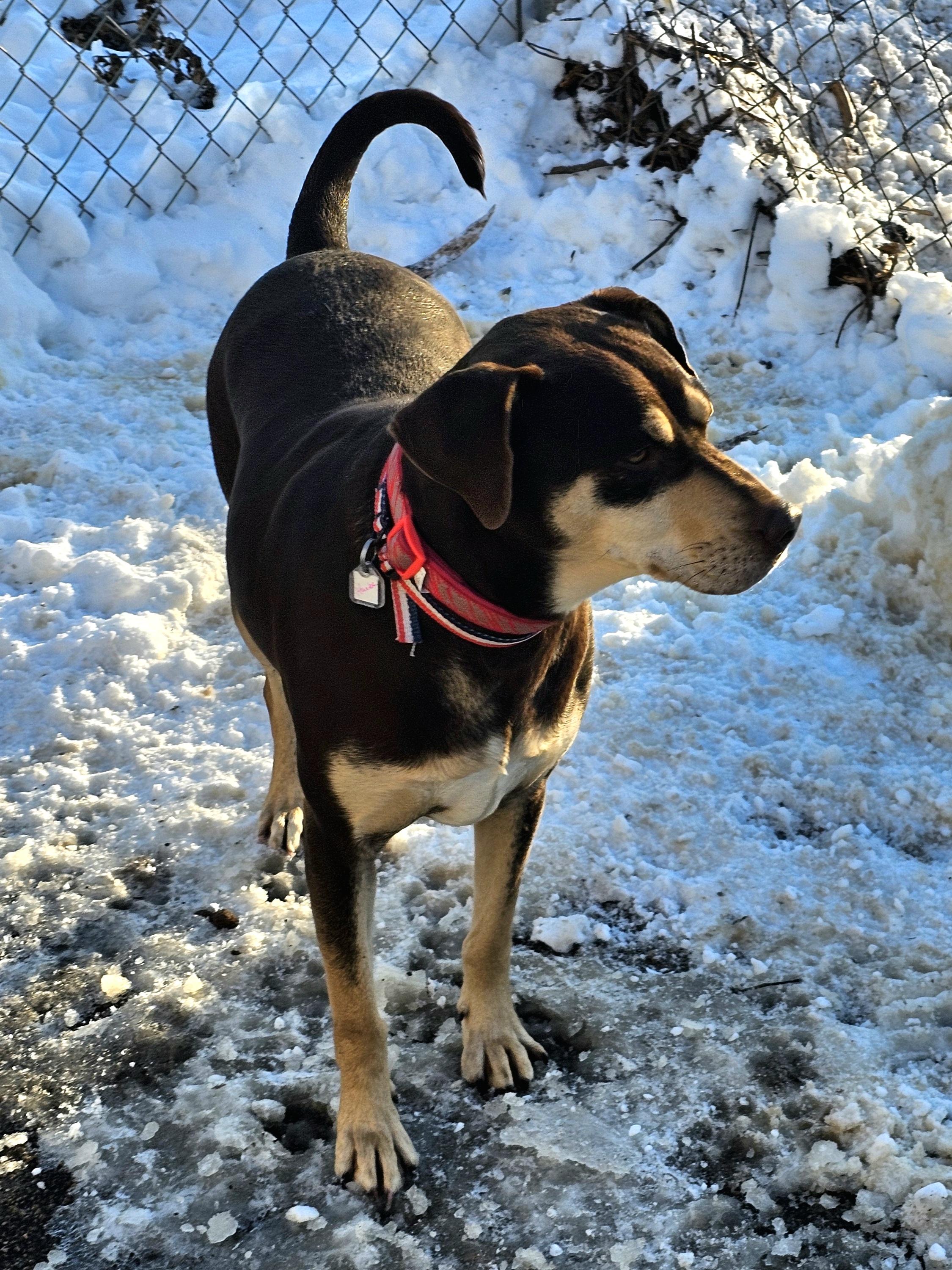 Enlarge Gabbrielle, a Adoptable Hound in Ringwood, NJ image 5/6