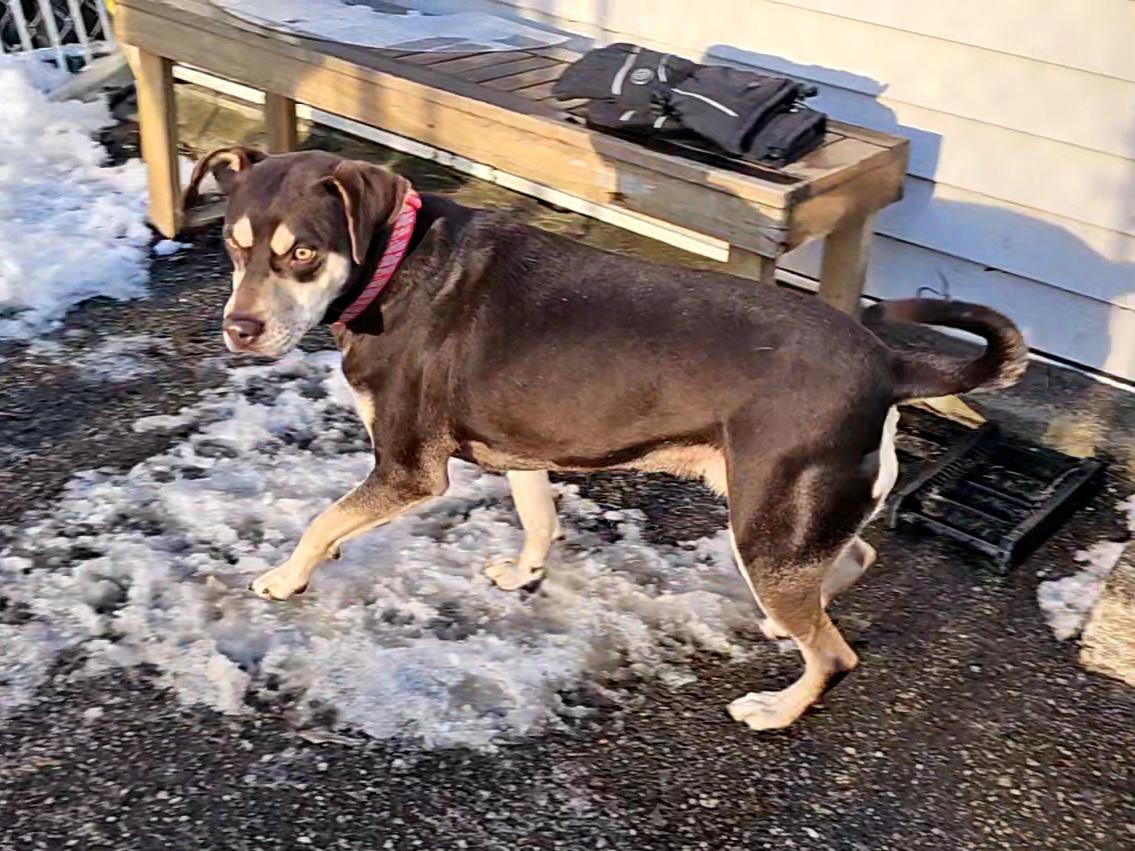Enlarge Gabbrielle, a Adoptable Hound in Ringwood, NJ image 4/6