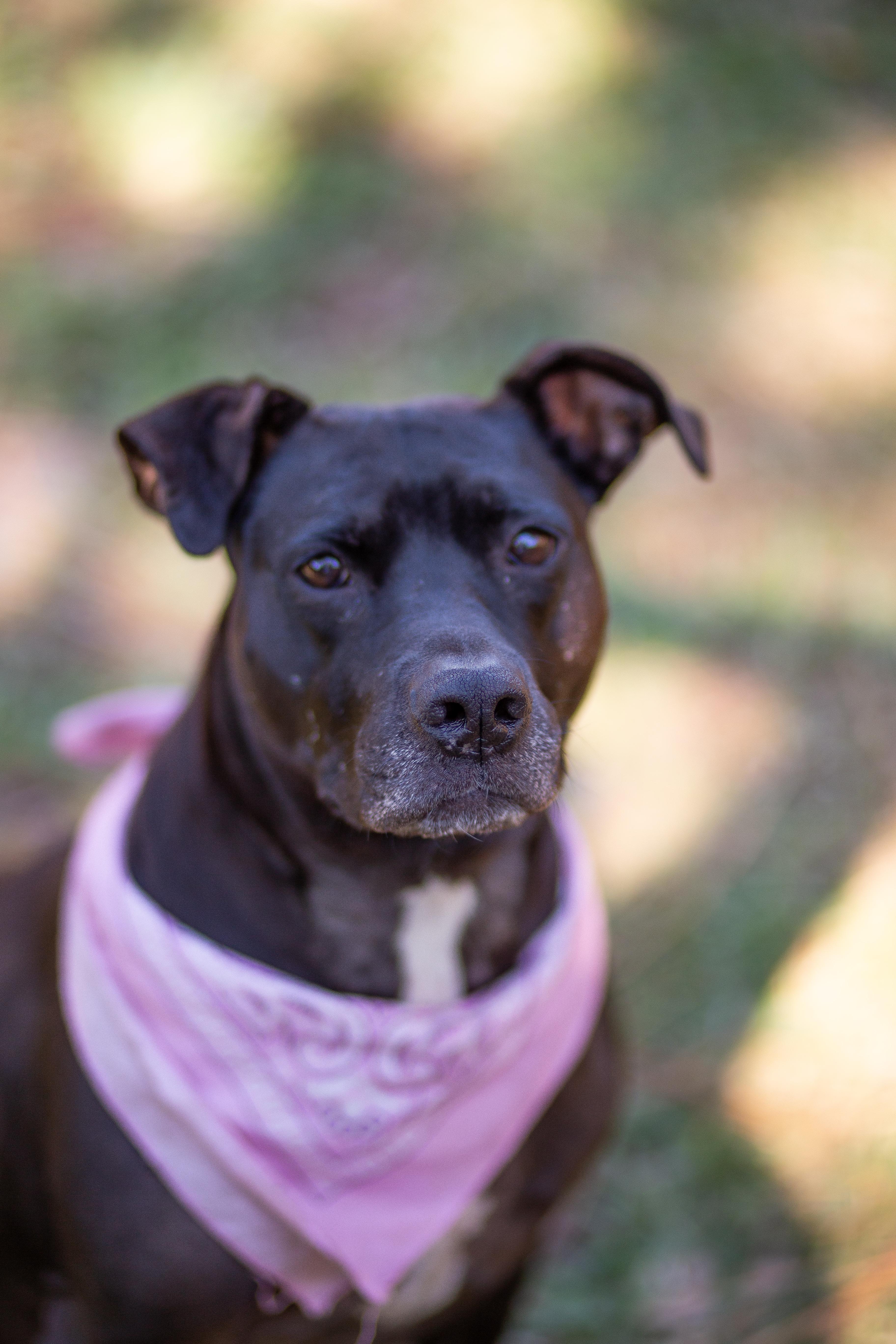 Vespa, ADOPTABLE, Adult Female Labrador Retriever.