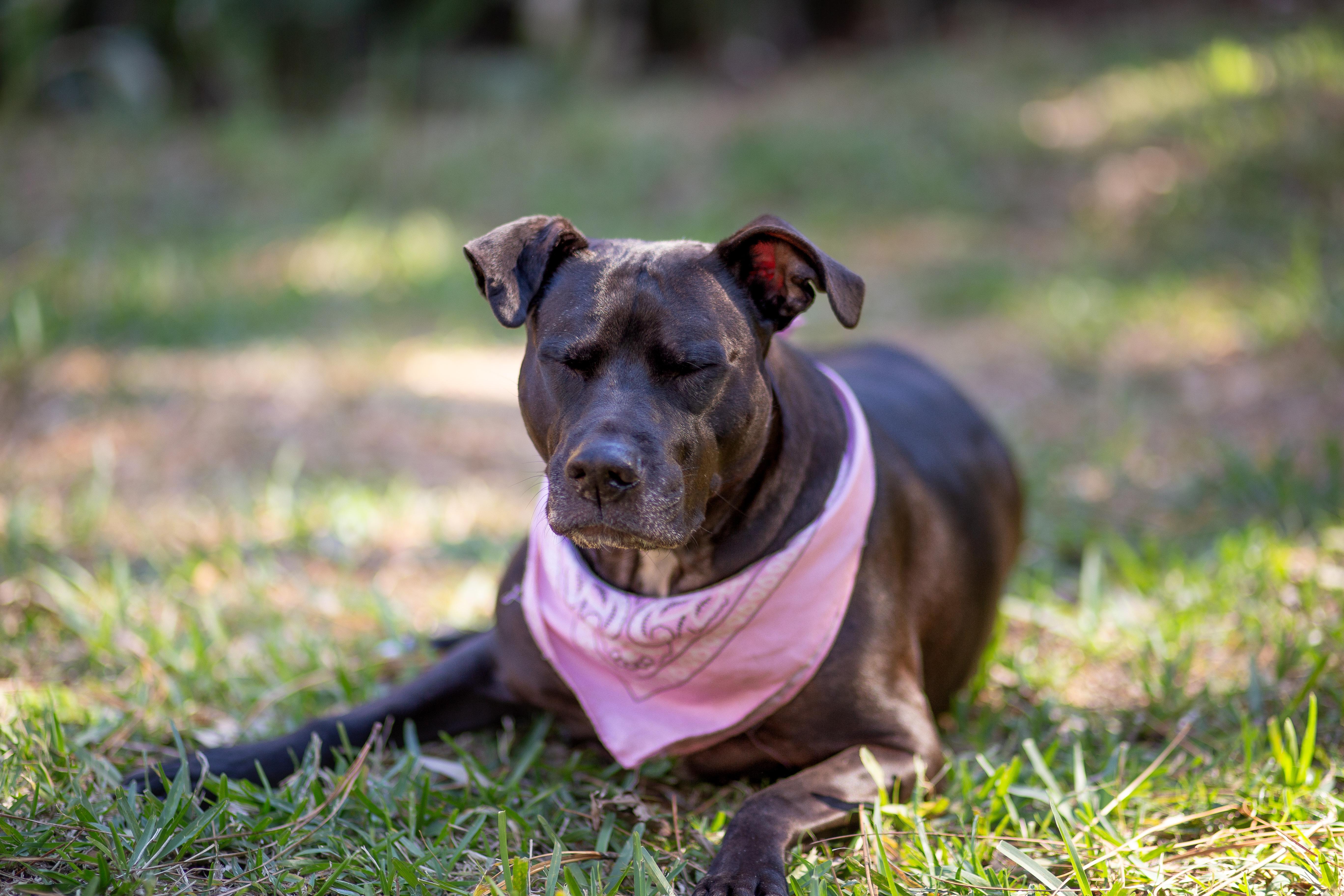 Enlarge Vespa, a ADOPTABLE mixed breed in tampa, FL image 2/6