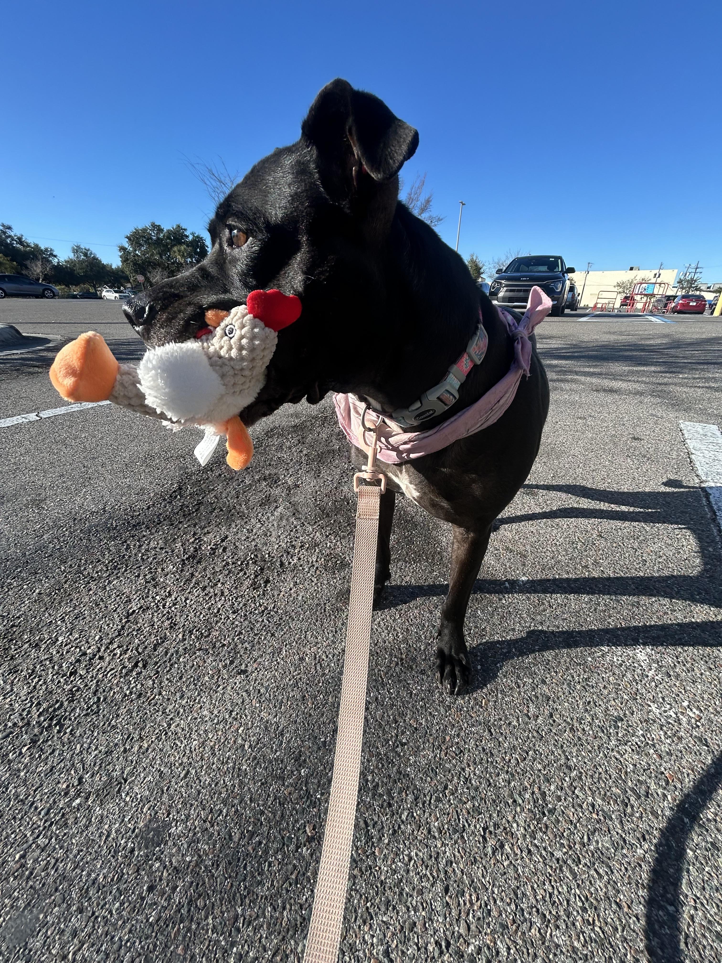 Enlarge Vespa, a ADOPTABLE mixed breed in tampa, FL image 6/6