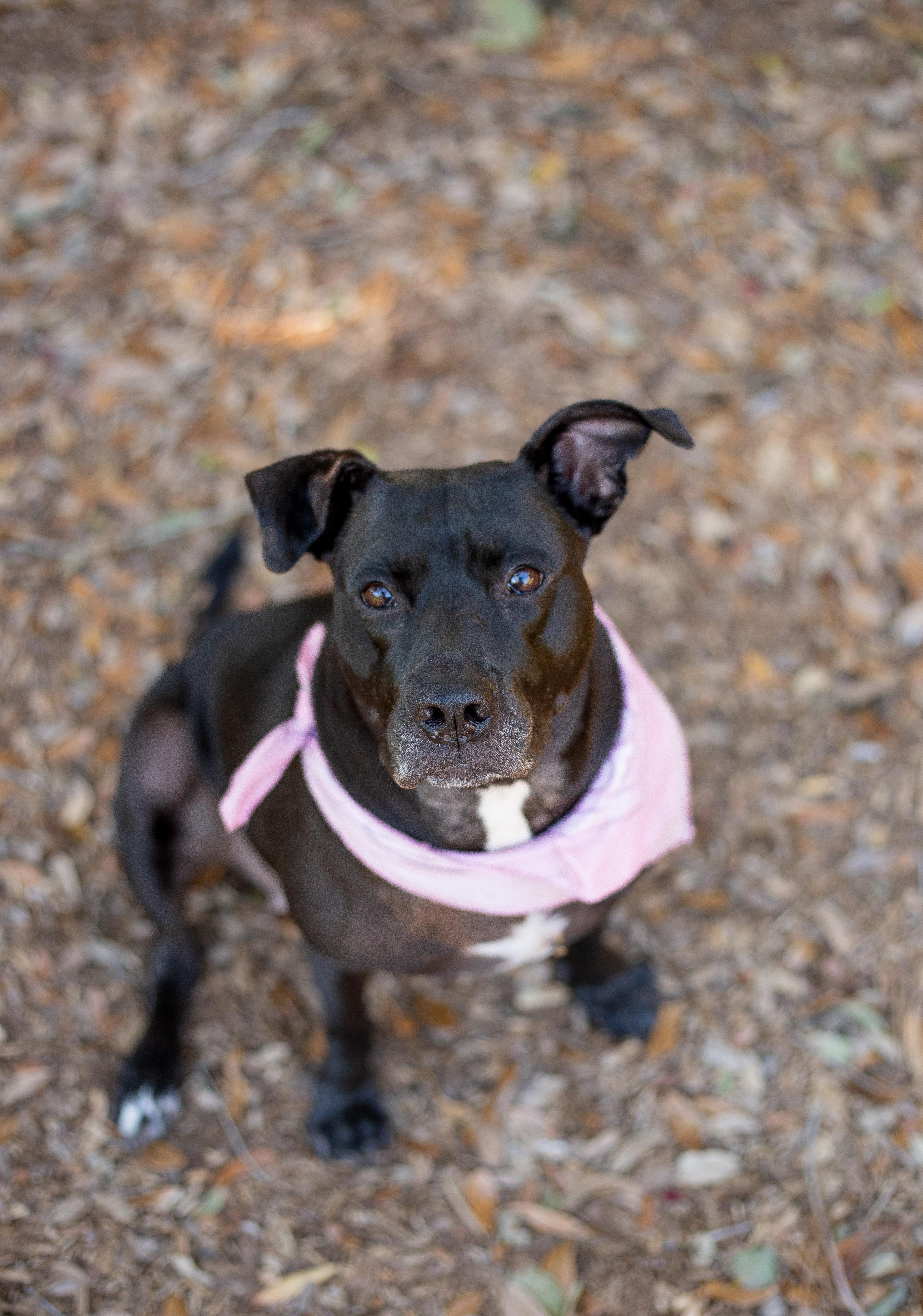 Enlarge Vespa, a ADOPTABLE mixed breed in tampa, FL image 5/6
