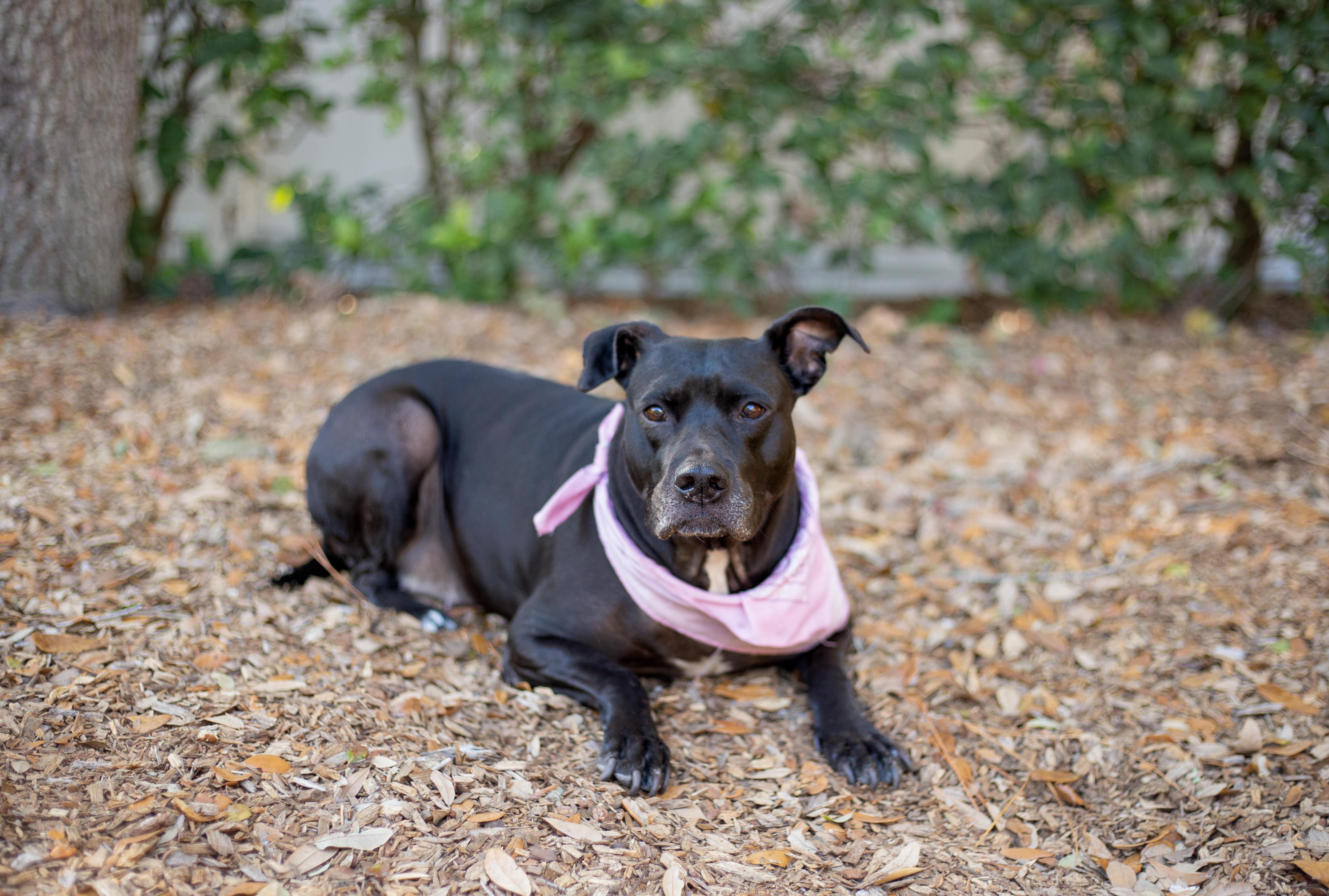 Enlarge Vespa, a ADOPTABLE mixed breed in tampa, FL image 3/6