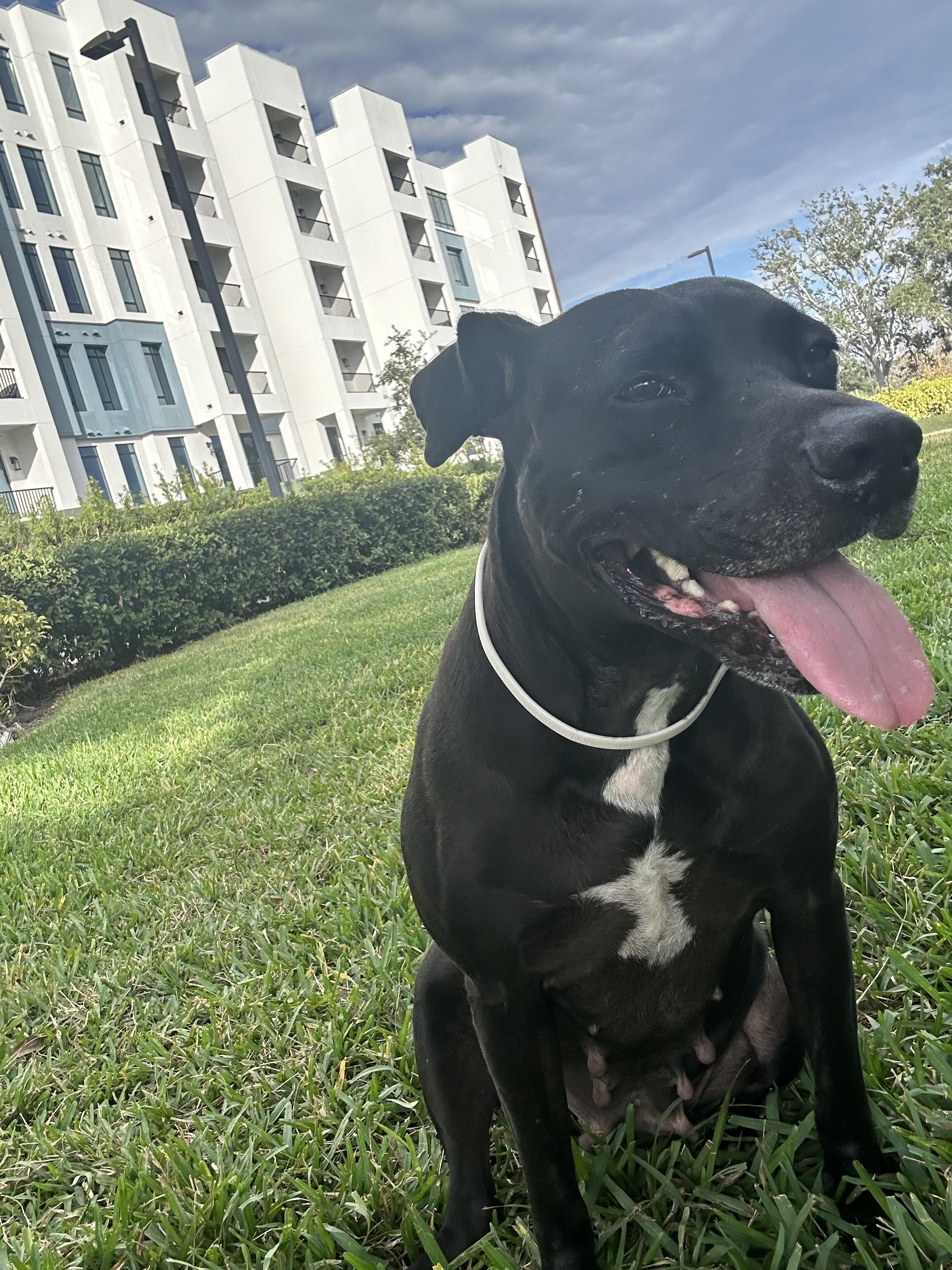 Enlarge Vespa, a ADOPTABLE mixed breed in tampa, FL image 4/6
