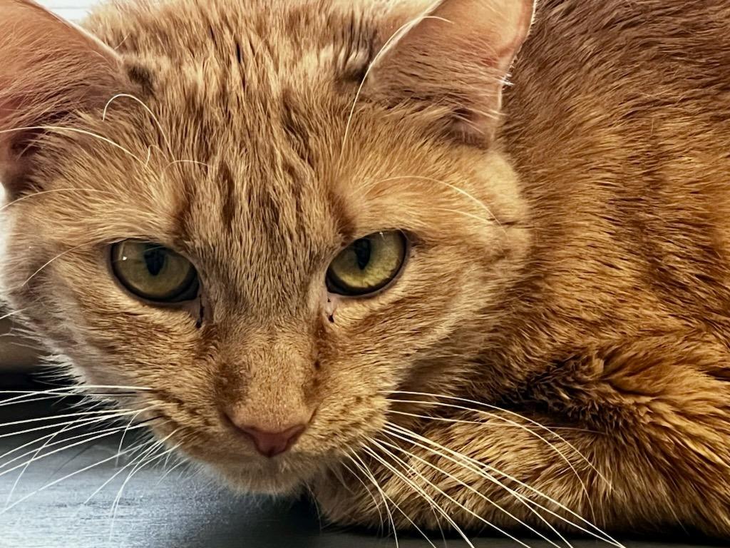 Baby, Adoptable, Senior Female Domestic Short Hair.