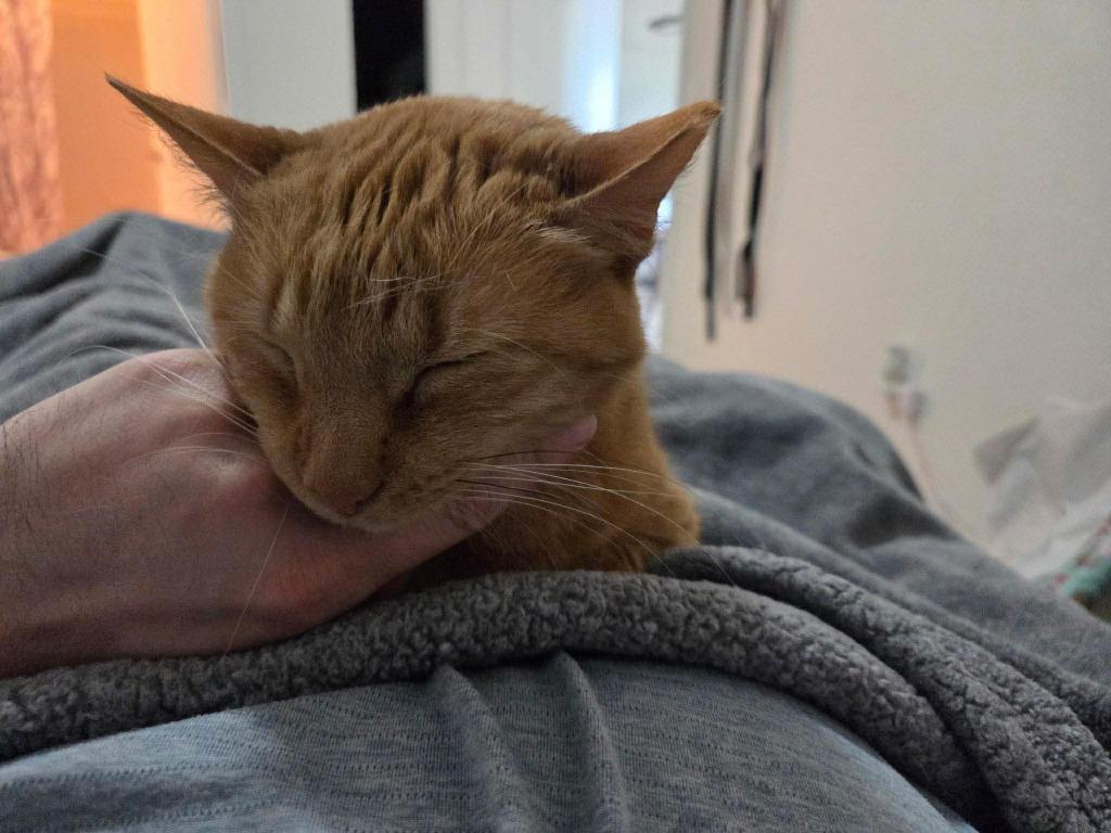 Enlarge Baby, a Adoptable mixed breed in Sebastian, FL image 2/5